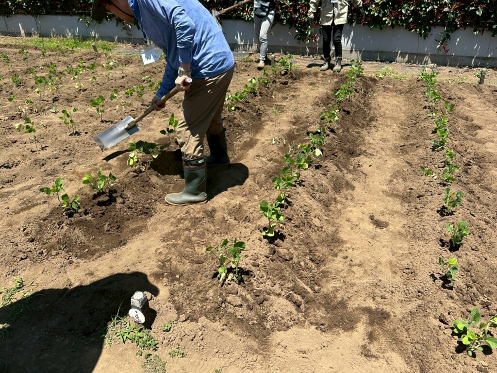 畑で苗の植え付けを行う受講生