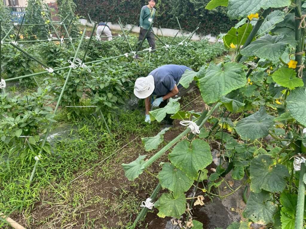 畑で黙々と作業する参加者
