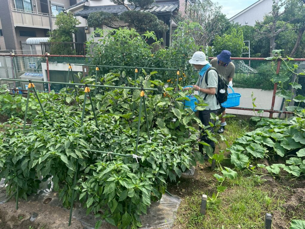 夏野菜の収穫体験に参加する人たち